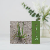 Cute Green Grasshopper Close up HELLO Postcard (Standing Front)