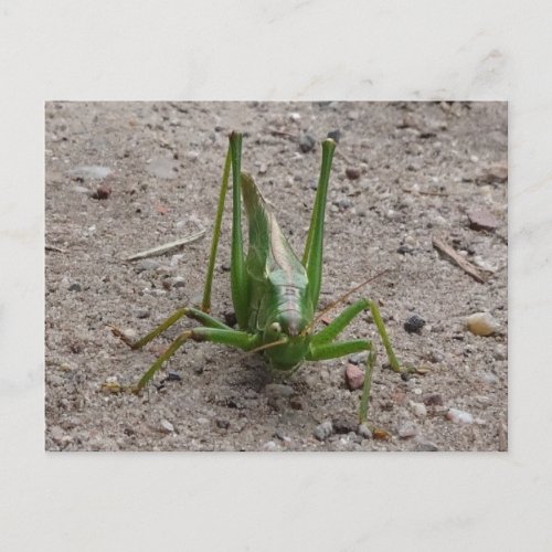 Cute Green Grasshopper DIY Postcard