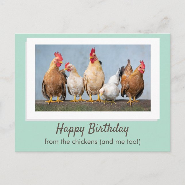 Cute Green Happy Birthday From The Chickens Postcard (Front)
