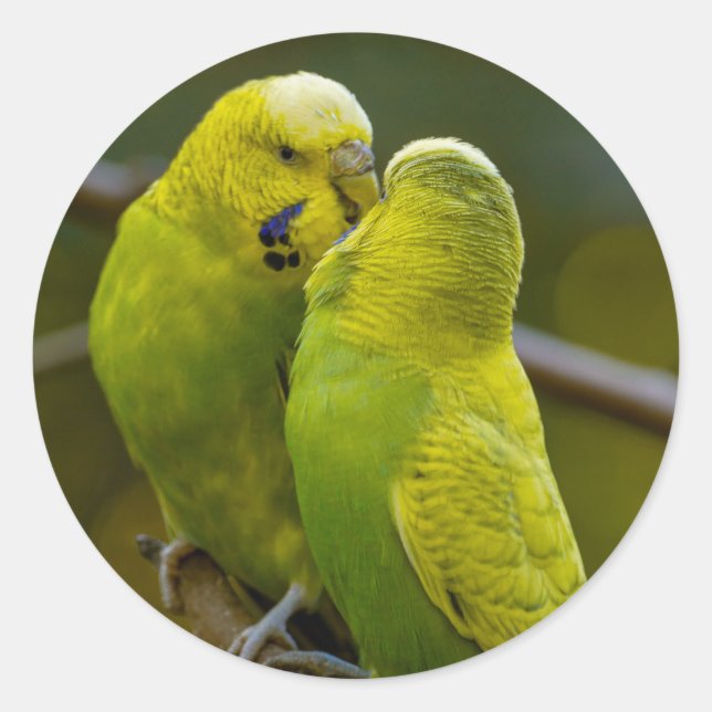 Cute Green Yellow Budgie Birds on a Tree Branch  Classic Round Sticker (Front)