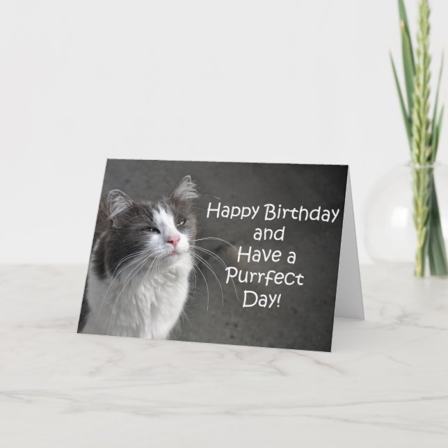Cute grey and white cat birthday card (Front)