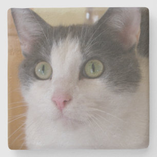 Cute Grey and White Cat Stone Coaster