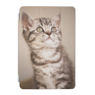 Cute Grey British Short Hair Kitten (Blue Tabby) iPad Mini Cover