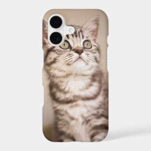 Cute Grey British Short Hair Kitten (Blue Tabby) iPhone 17 Case
