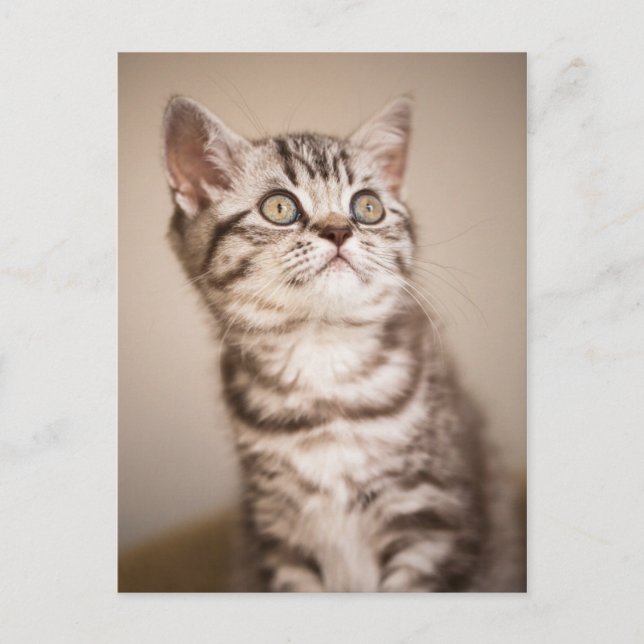 Cute Grey British Short Hair Kitten (Blue Tabby) Postcard (Front)