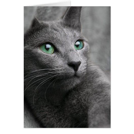 Cute grey cat cards (Front)