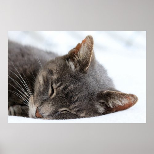 Cute Grey Cat Sleeping Poster