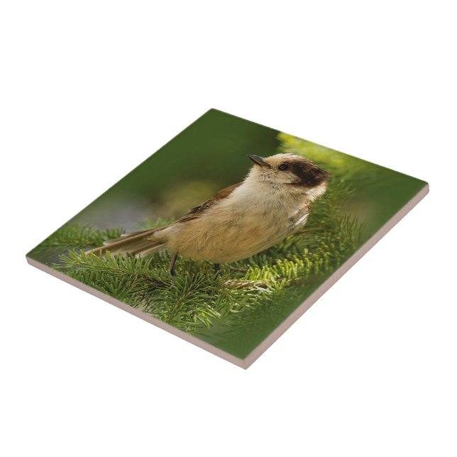 Cute Grey Jay / Whiskeyjack Songbird on Fir Tree Ceramic Tile (Side)