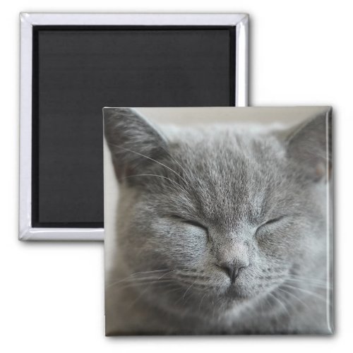 Cute Grey Kitty Face Photo Magnet