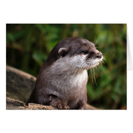 Cute grey otter cards (Front Horizontal)