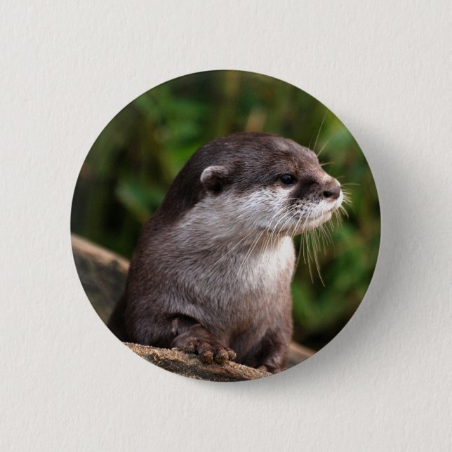 Cute grey otter pinback button (Front)