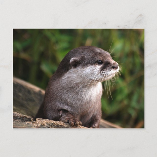 Cute grey otter postcard (Front)