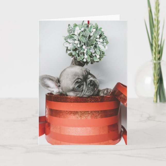 Cute grey puppy in a red box holiday card (Front)