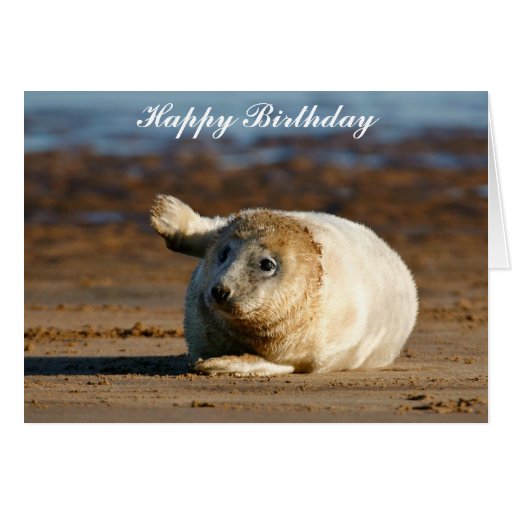 Cute Grey Seal Pup - Happy Birthday Greeting Card | Zazzle