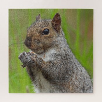 Cute Grey Squirrel Eating Close Up Jigsaw Puzzle by minx267 at Zazzle
