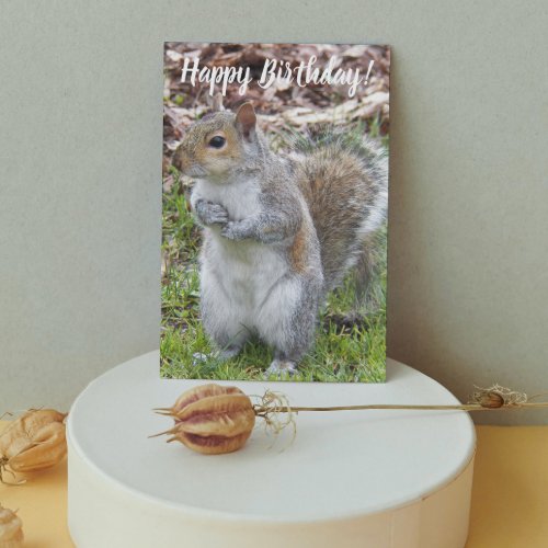 Cute Grey Squirrel Funny Birthday Card