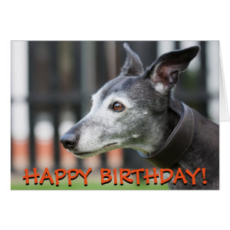 Greyhound Birthday Cards | Zazzle