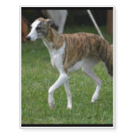 Cute Greyhound Temporary Tattoos