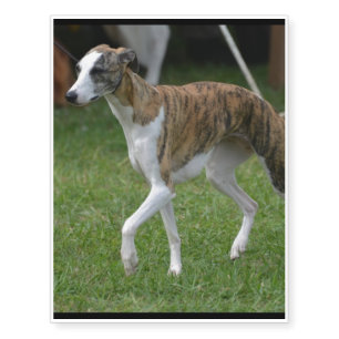 Cute Greyhound Temporary Tattoos