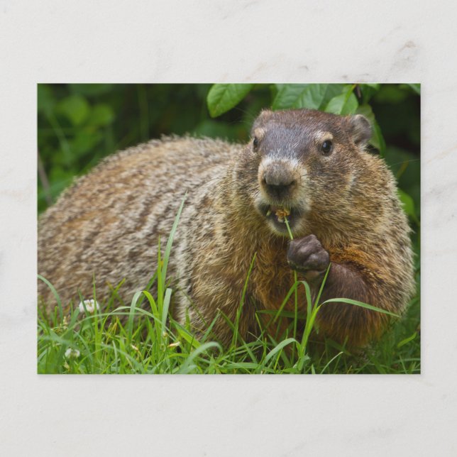 Cute Groundhog Eating Grass Photo Postcard (Front)