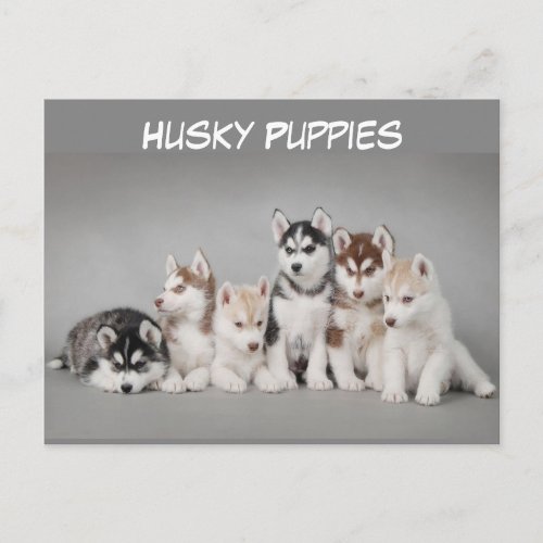 Cute Group of Husky Puppies Postcard