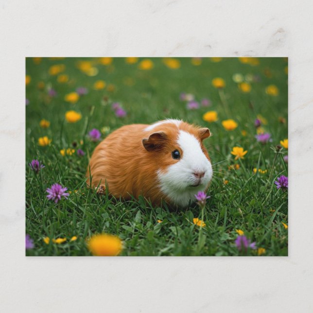 Cute Guinea Pig Flower Grass Nature Cavia Postcard (Front)