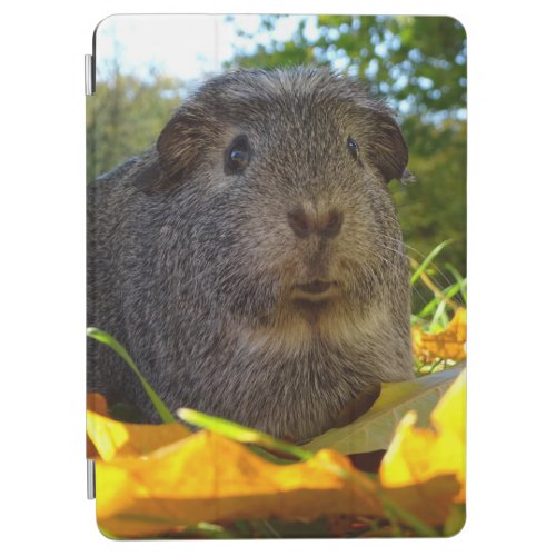 Cute Guinea Pig in Nature iPad Air Cover