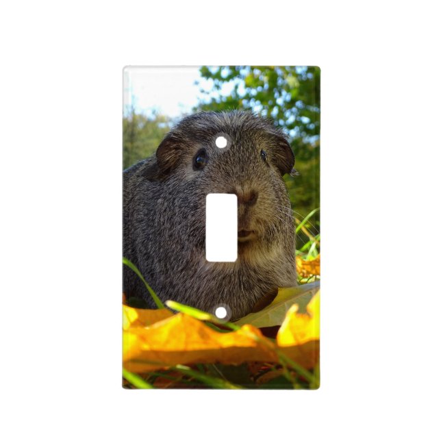 Cute Guinea Pig in Nature Light Switch Cover (Front)