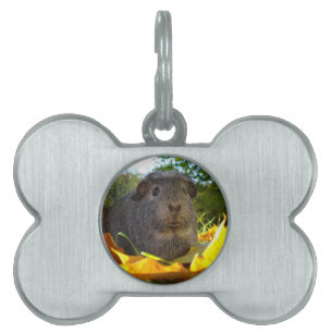 Cute Guinea Pig in Nature Pet ID Tag