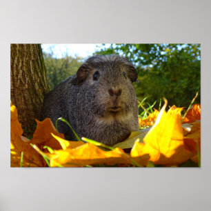 Cute Guinea Pig in Nature Poster