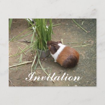 Cute Guinea Pig Invitation by fotoplus at Zazzle
