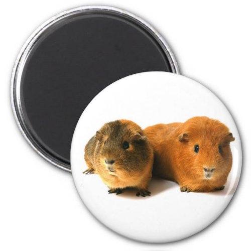cute guinea pig magnet