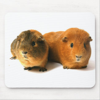 cute guinea pig mouse pad
