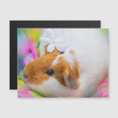 Cute Guinea Pig Pet (Front/Back)