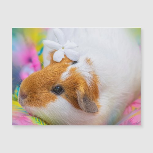 Cute Guinea Pig Pet