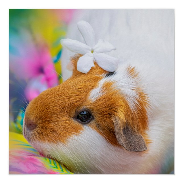 Cute Guinea Pig Pet Poster (Front)