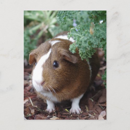 Cute Guinea Pig Postcard