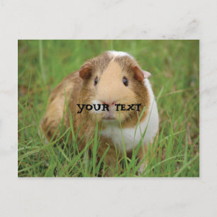 Cute Guinea Pig Postcard