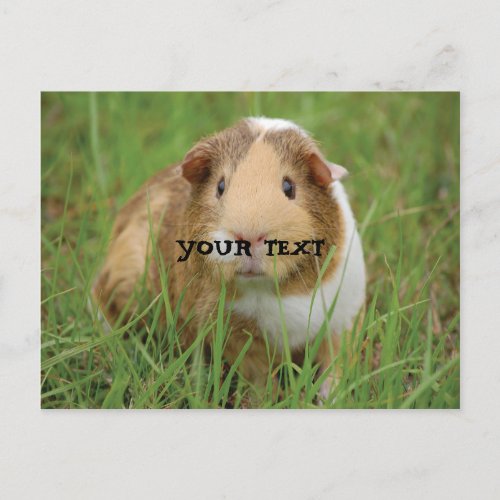 Cute Guinea Pig Postcard