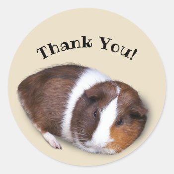 Cute Guinea Pig Thank You Classic Round Sticker by fotoplus at Zazzle