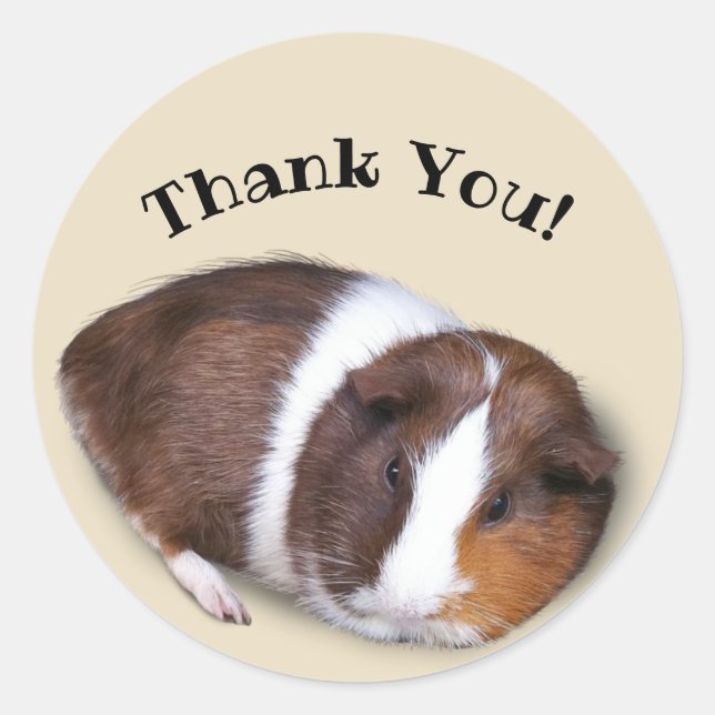 Cute Guinea Pig Thank You Classic Round Sticker (Front)