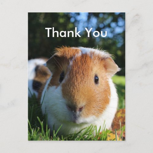Cute Guinea Pig Thank You Postcard