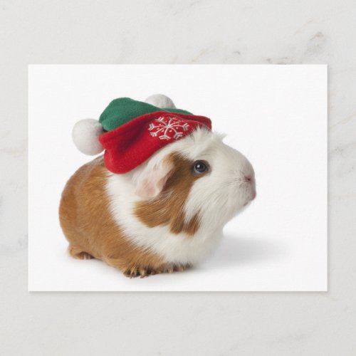 Cute Guinea Pig With Christmas Hat On White Holiday Postcard