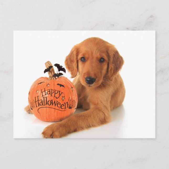 Cute Halloween Puppy With A Pumpkin Postcard (Front)