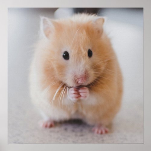 Cute Hamster Close_Up poster