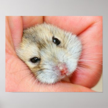 Cute Hamster Face 1 Poster by TheArtOfPamela at Zazzle