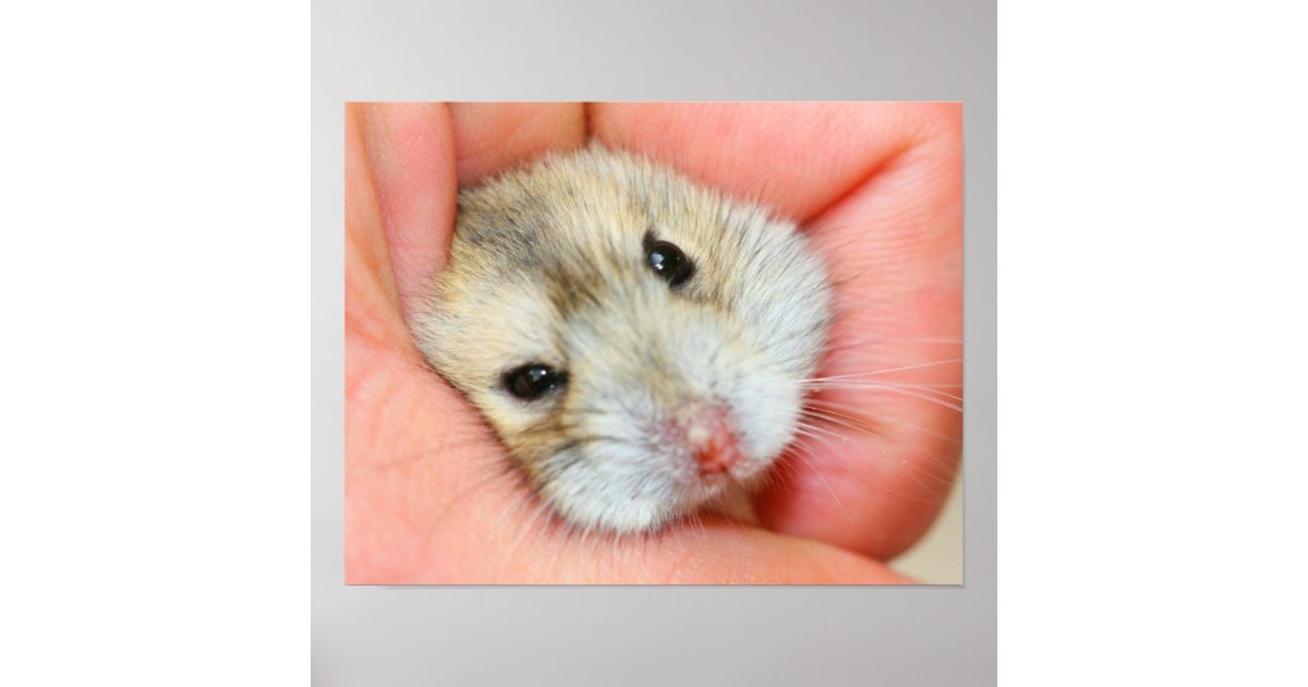 Hamster Life Is Better With Hamsters Cute and Funny Hamster Lover - Hamster  - Posters and Art Prints