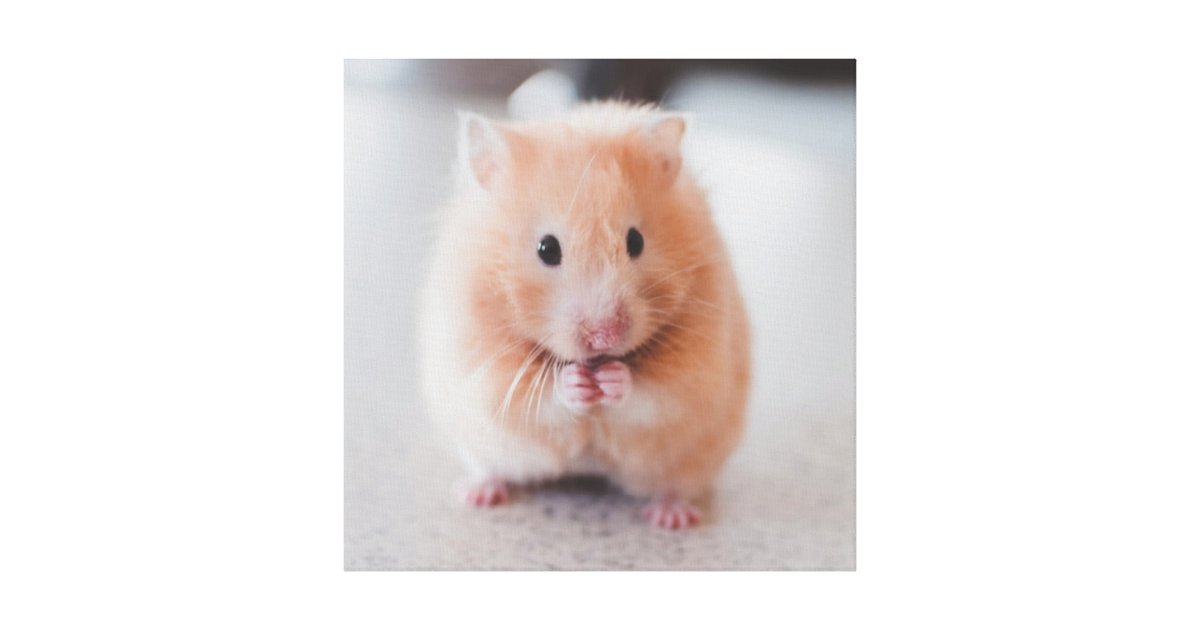 Hamster Life Is Better With Hamsters Cute and Funny Hamster Lover - Hamster  - Posters and Art Prints