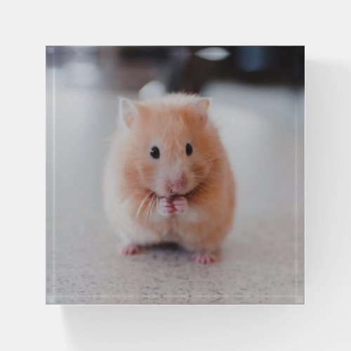 Cute Hamster Love Animals Paperweight