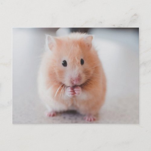 Cute Hamster Love Animals Postcard